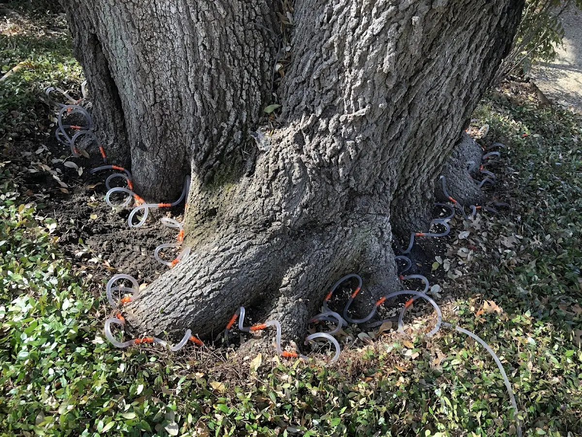 Detailed Tree Cabling and Bracing job site in Campo Seco