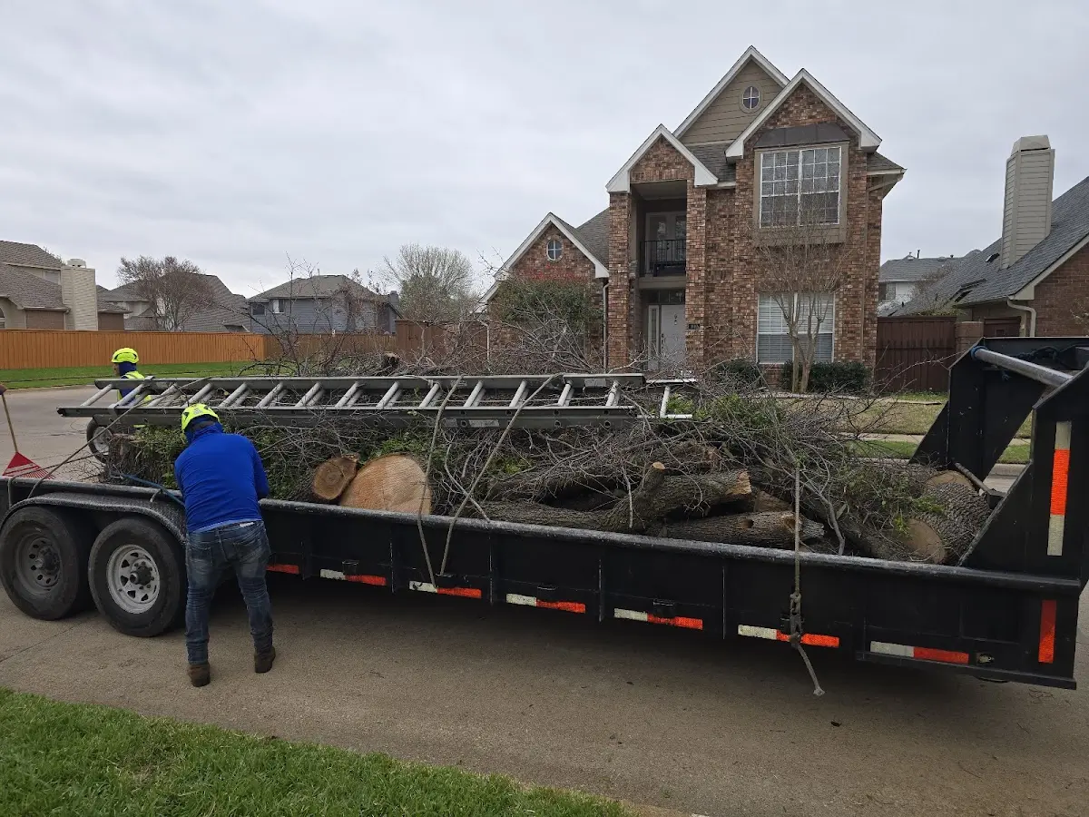 Expert Tree Removal with proper safety equipment in Campo Seco